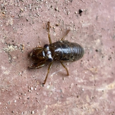 Cicadidae (family) (Unidentified cicada) at Aranda, ACT - 8 Dec 2021 by KMcCue