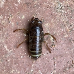 Cicadidae (family) at Aranda, ACT - 8 Dec 2021 12:36 PM