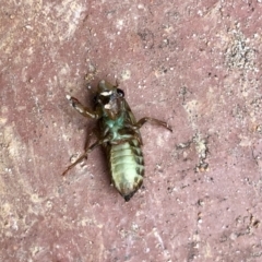 Cicadidae (family) at Aranda, ACT - 8 Dec 2021 12:36 PM