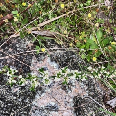 Discaria pubescens (Australian Anchor Plant) at Yaouk, NSW - 5 Dec 2021 by KMcCue