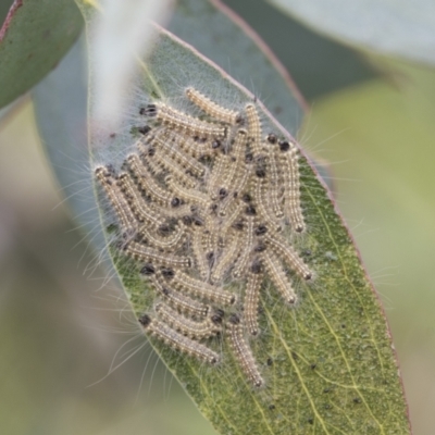 Uraba lugens (Gumleaf Skeletonizer) at Yaouk, NSW - 5 Dec 2021 by AlisonMilton