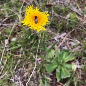 Podolepis jaceoides at Yaouk, NSW - 5 Dec 2021