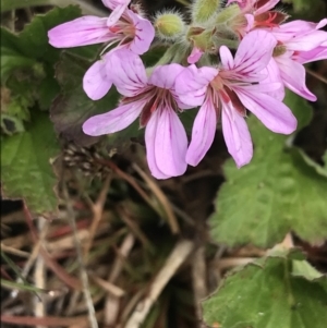 Pelargonium australe at Mount Clear, ACT - 28 Nov 2021 01:54 PM