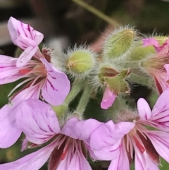 Pelargonium australe at Mount Clear, ACT - 28 Nov 2021 01:54 PM