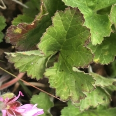 Pelargonium australe at Mount Clear, ACT - 28 Nov 2021