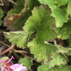 Pelargonium australe at Mount Clear, ACT - 28 Nov 2021 01:54 PM