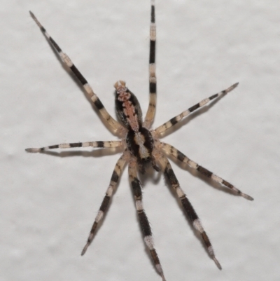 Cycloctenidae (family) (Scuttling Spiders) at Evatt, ACT - 27 Nov 2021 by TimL