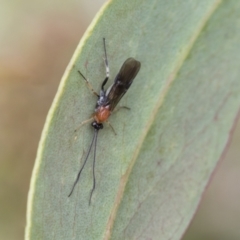 Braconidae (family) (Unidentified braconid wasp) at Yaouk, NSW - 5 Dec 2021 by AlisonMilton