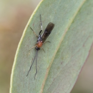 Braconidae (family) at Yaouk, NSW - 5 Dec 2021