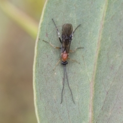 Braconidae (family) at Yaouk, NSW - 5 Dec 2021 01:44 PM