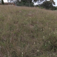 Stackhousia monogyna (Creamy Candles) at Monash Grassland - 3 Nov 2021 by AndyRoo