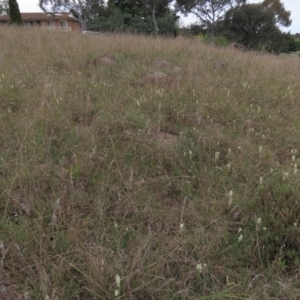 Stackhousia monogyna at Monash, ACT - 3 Nov 2021 04:50 PM