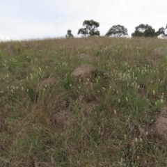 Stackhousia monogyna at Monash, ACT - 3 Nov 2021 04:50 PM