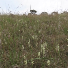 Stackhousia monogyna at Monash, ACT - 3 Nov 2021 04:50 PM