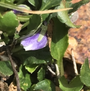 Viola improcera at Yaouk, NSW - 28 Nov 2021 02:44 PM