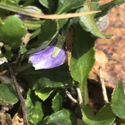 Viola improcera (Dwarf Violet) at Yaouk, NSW - 28 Nov 2021 by Tapirlord