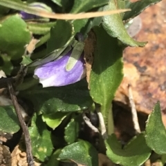 Viola improcera at Yaouk, NSW - 28 Nov 2021 02:44 PM