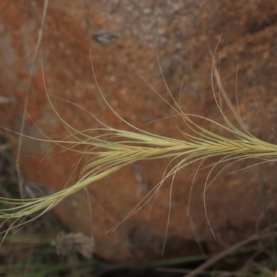 Anthosachne scabra (Common Wheat-grass) at Monash Grassland - 3 Nov 2021 by AndyRoo