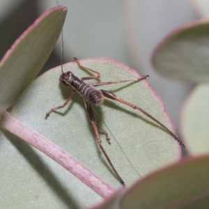 Tettigoniidae (family) at Yaouk, NSW - 5 Dec 2021