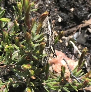 Monistria concinna at Yaouk, NSW - 28 Nov 2021