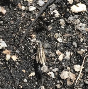 Monistria concinna at Yaouk, NSW - 28 Nov 2021