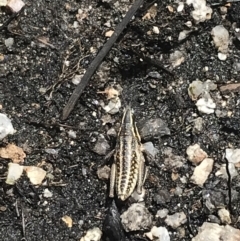 Monistria concinna at Yaouk, NSW - 28 Nov 2021