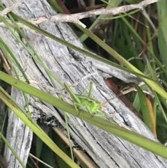 Chlorodectes montanus at Yaouk, NSW - 28 Nov 2021