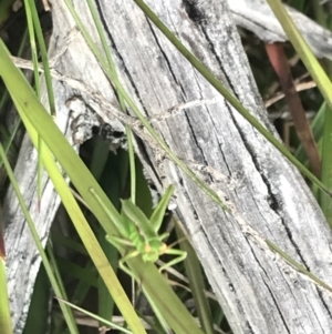 Chlorodectes montanus at Yaouk, NSW - 28 Nov 2021