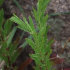 Epilobium sp. (A Willow Herb) at Tuggeranong Creek to Monash Grassland - 3 Nov 2021 by AndyRoo