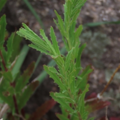 Epilobium sp. (A Willow Herb) at Monash Grassland - 3 Nov 2021 by AndyRoo