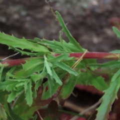 Epilobium sp. at Monash, ACT - 3 Nov 2021