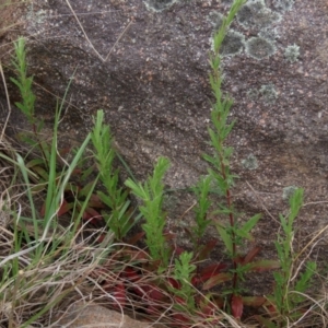 Epilobium sp. at Monash, ACT - 3 Nov 2021