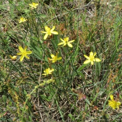 Tricoryne elatior (Yellow Rush Lily) at Hawker, ACT - 19 Dec 2018 by sangio7