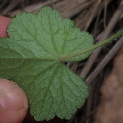 Hydrocotyle laxiflora (Stinking Pennywort) at Monash Grassland - 3 Nov 2021 by AndyRoo