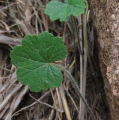 Hydrocotyle laxiflora at Monash, ACT - 3 Nov 2021 05:22 PM