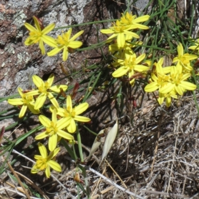 Tricoryne elatior (Yellow Rush Lily) at Molonglo Valley, ACT - 4 Dec 2018 by sangio7