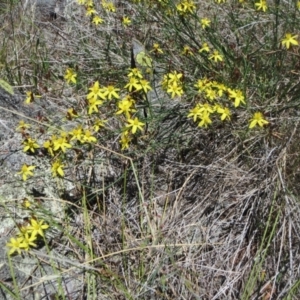 Tricoryne elatior at Molonglo Valley, ACT - 4 Dec 2018