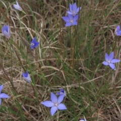 Wahlenbergia luteola (Yellowish Bluebell) at Monash Grassland - 3 Nov 2021 by AndyRoo