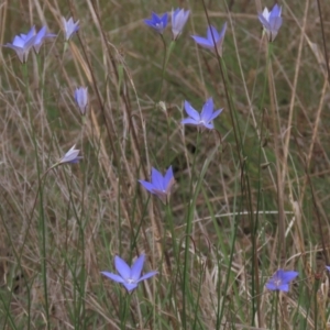 Wahlenbergia luteola at Monash, ACT - 3 Nov 2021