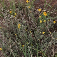 Chrysocephalum apiculatum (Common Everlasting) at Monash, ACT - 3 Nov 2021 by AndyRoo