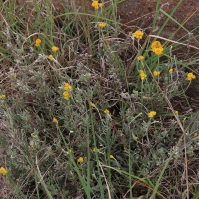 Chrysocephalum apiculatum (Common Everlasting) at Monash, ACT - 3 Nov 2021 by AndyRoo