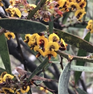 Daviesia mimosoides subsp. mimosoides at Yaouk, NSW - 28 Nov 2021