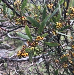 Daviesia mimosoides subsp. mimosoides at Yaouk, NSW - 28 Nov 2021