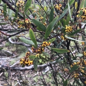 Daviesia mimosoides subsp. mimosoides at Yaouk, NSW - 28 Nov 2021