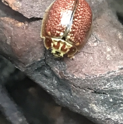 Paropsisterna m-fuscum (Eucalyptus Leaf Beetle) at Yaouk, NSW - 28 Nov 2021 by Tapirlord