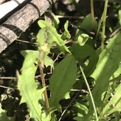 Crepis capillaris at Yaouk, NSW - 28 Nov 2021