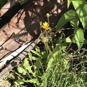 Crepis capillaris at Yaouk, NSW - 28 Nov 2021