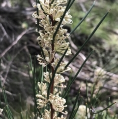 Hakea microcarpa (Small-fruit Hakea) at Yaouk, NSW - 28 Nov 2021 by Tapirlord