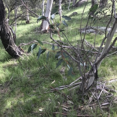 Eucalyptus stellulata (Black Sally) at Yaouk, NSW - 28 Nov 2021 by Tapirlord