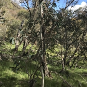 Eucalyptus stellulata at Yaouk, NSW - 28 Nov 2021